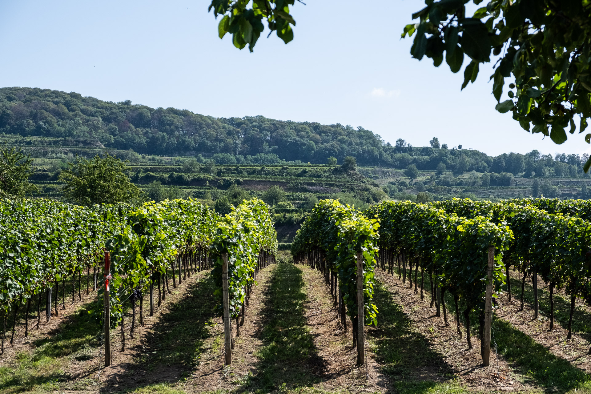 Kaiserstuhl - an abundance of wine in Germany - Desirée travels