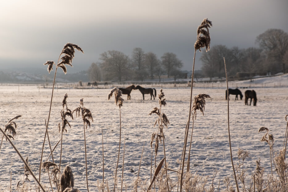 horses kissing in a frozen field seen behind straws