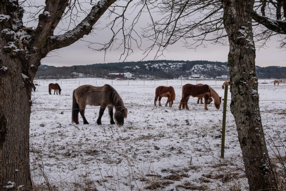 hester på et jorde med et lite snødekke sett mellom to trær