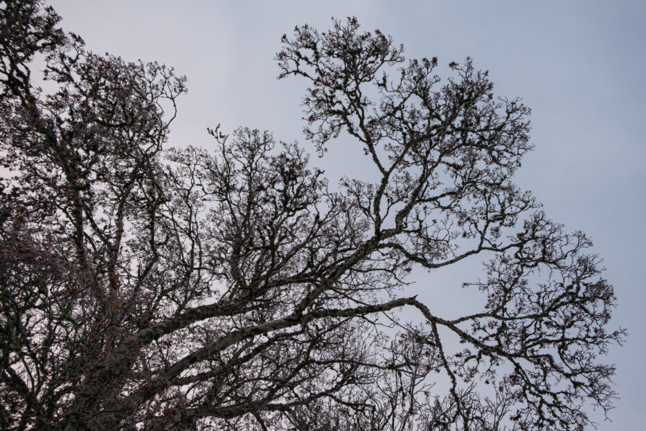 detaljbilde av et tre med vinterhimmel i bakgrunnen